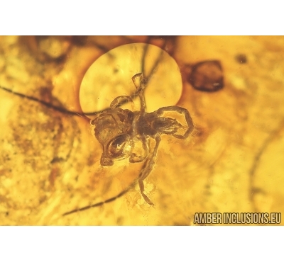 Nice Mite Acari and Fungus gnat Mycetophilidae. Fossil inclusions Baltic amber #11583