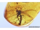 Nice Mite Acari and Fungus gnat Mycetophilidae. Fossil inclusions Baltic amber #11583