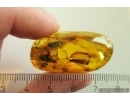 Caddisfly Trichoptera and More Fossil inclusions Ukrainian Rovno amber #11584