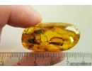 Caddisfly Trichoptera and More Fossil inclusions Ukrainian Rovno amber #11584R