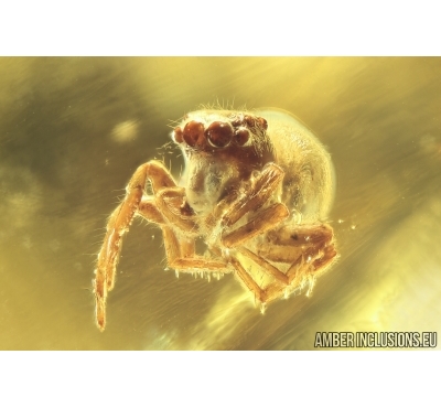 Nice Jumping Spider Salticidae Fossil inclusion in Ukrainian Rovno amber #11585R