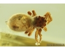 Nice Jumping Spider Salticidae Fossil inclusion in Ukrainian Rovno amber #11585R