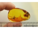 Rare Honey Bee Apoidea. Fossil insect in Baltic amber #11586