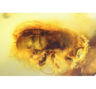 Rare Honey Bee Apoidea. Fossil insect in Baltic amber #11586