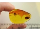 Rare Honey Bee Apoidea. Fossil insect in Baltic amber #11586