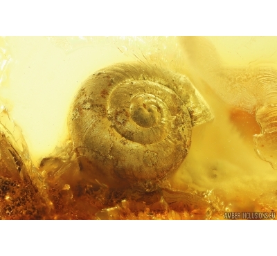 Very nice Rare Snail Shell Gastropoda Fossil inclusion Ukrainian Rovno amber #11587R