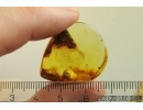Very nice Rare Snail Shell Gastropoda Fossil inclusion Ukrainian Rovno amber #11587R