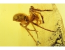 Nice Spider Araneae. Fossil inclusion Baltic amber #11590