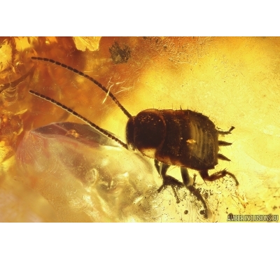 Cockroach Blattaria. Fossil inclusion in Ukrainian Rovno amber #11591R