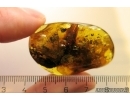 Cockroach Blattaria. Fossil inclusion in Ukrainian Rovno amber #11591R
