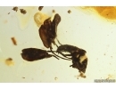 Oak Flower, Plant. Fossil Inclusion in Ukrainian Rovno amber #11593R