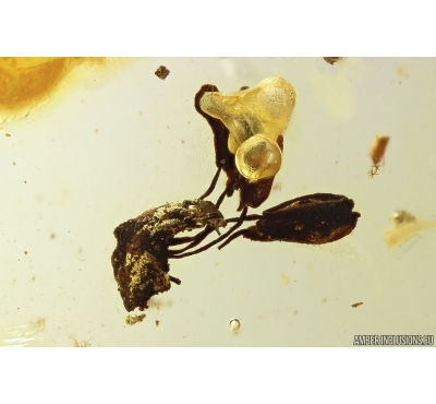 Oak Flower, Plant. Fossil Inclusion in Ukrainian Rovno amber #11593R