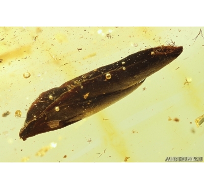 Nice Leaves. Fossil inclusions in Ukrainian Rovno amber #11594R