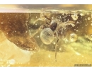 Centipede Geophilidae and Spider Araneae. Fossil inclusions in Ukrainian amber #11596R