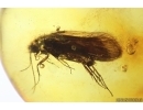 Caddisfly Trichoptera. Fossil insect in Baltic amber #11597