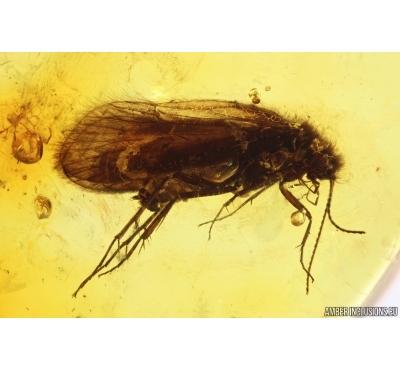 Caddisfly Trichoptera. Fossil insect in Baltic amber #11597