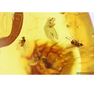 Long-legged flies Dolichopodidae. Fossil insects in nice Baltic amber stone #11598