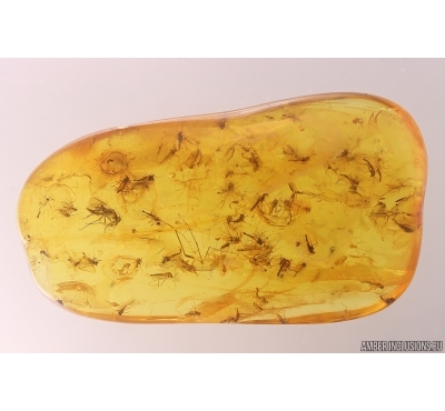 Swarm of different Dipterans. Fossil insects Baltic amber #11599