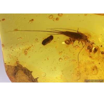 Big 24mm! Bristletail Machilidae and Coprolite. Fossil inclusions in Baltic amber #11600