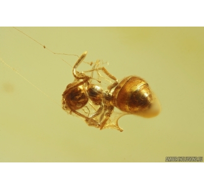 Action! Ant in Spider web and Tumbling Flower Beetle Mordellidae Fossil inclusions Baltic amber #11601