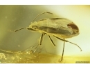 Very rare bug Lygaeidae, probably a new spec! Fossil inclusion in Ukrainian Rovno amber #11603R