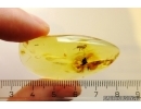 Rare Bug Lygaeidae. Fossil inclusion in Ukrainian Rovno amber #11603R