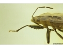 Very rare bug Lygaeidae, probably a new spec! Fossil inclusion in Ukrainian Rovno amber #11603R