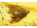Nice Moth Lepidoptera. Fossil inclusion in Baltic amber #11612