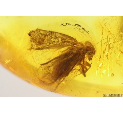 Psocid Psocoptera Archipsocus. Fossil insect in Baltic amber #11633