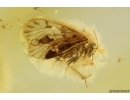 Nice Psocid Psocoptera. Fossil insect in Baltic amber #11634