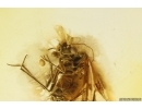 Nice Psocid Psocoptera. Fossil insect in Baltic amber #11634