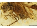 Nice Psocid Psocoptera. Fossil insect in Baltic amber #11634