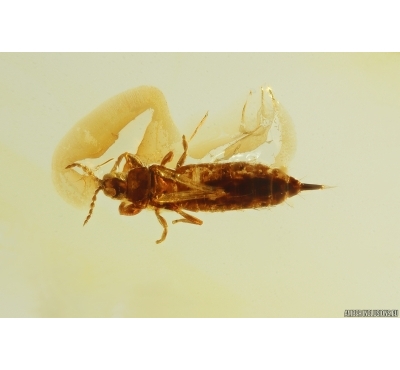 Thrips Thysanoptera. Fossil inclusion in Baltic amber #11636