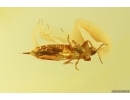 Thrips Thysanoptera. Fossil inclusion in Baltic amber #11636