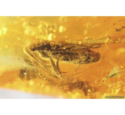 Bug Heteroptera and Spider Araneae. Fossil inclusions in Baltic amber #11638