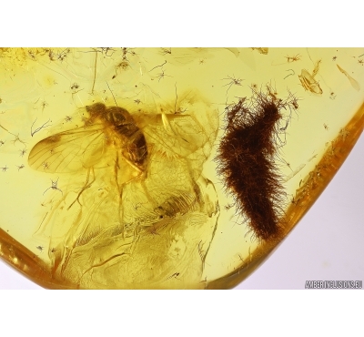 Nice Leaf and Snipe Fly Rhagionidae. Fossil inclusions Baltic amber #11641