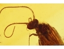 Nice Caddisfly Trichoptera. Fossil insect in Baltic amber #11646