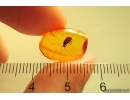 Nice Caddisfly Trichoptera. Fossil insect in Baltic amber #11646
