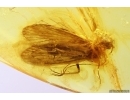 Caddisfly Trichoptera. Fossil insect in Baltic amber #11647