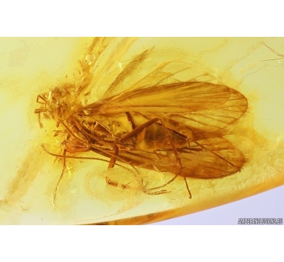 Caddisfly Trichoptera. Fossil insect in Baltic amber #11647