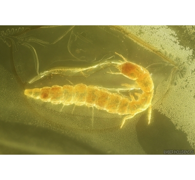 Very Nice Rare Snakefly Larva RAPHIDIOPTERA. Fossil insect in Baltic amber #11651