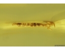 Very Nice Rare Snakefly Larva RAPHIDIOPTERA. Fossil insect in Baltic amber #11651