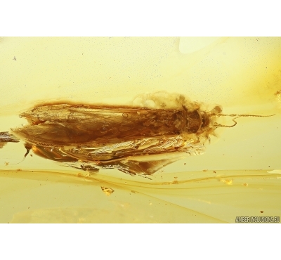 Big 12mm Stonefly Plecoptera with parasitic Worm Nematoda and Mites Acari! Fossil inclusions Baltic amber #11652