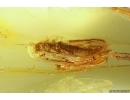 Big Stonefly Plecoptera with parasitic Worm Nematoda and Mites Acari! Fossil inclusions Baltic amber #11652