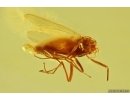 Big 12mm Stonefly Plecoptera with parasitic Worm Nematoda and Mites Acari! Fossil inclusions Baltic amber #11652