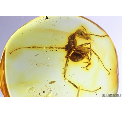 Rare Ant Paraaneuretus tornquisti. Fossil insect in Baltic amber #11657