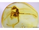 Rare Ant Paraaneuretus tornquisti. Fossil insect in Baltic amber #11657