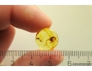 Rare Ant Paraaneuretus tornquisti. Fossil insect in Baltic amber #11657