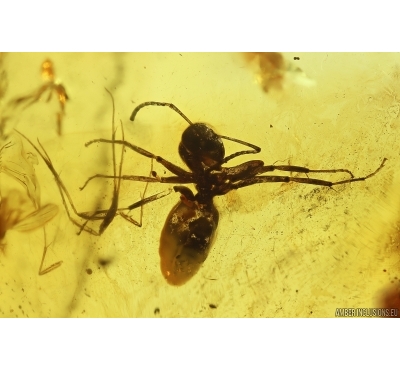 Ant Formicidae Formicinae and many dipterans Lervae . Fossil inclusions in Baltic amber #11664