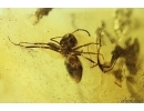 Ant Formicidae Formicinae and many dipterans Lervae . Fossil inclusions in Baltic amber #11664